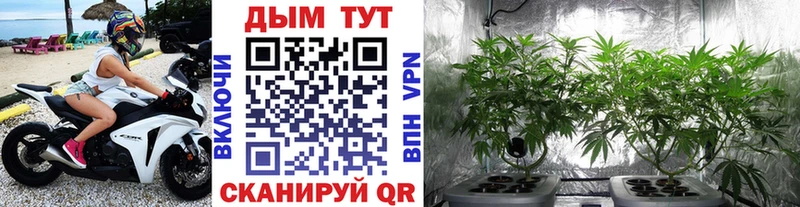 Канабис сатива  Ковров 